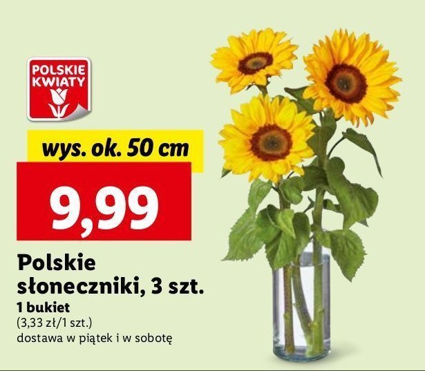 Słonecznik 50 cm promocja