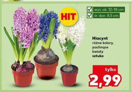 Hiacynt promocja