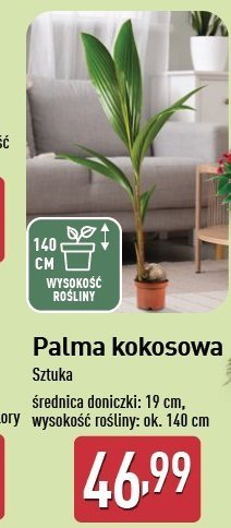 Palma kokosowa promocja w Aldi