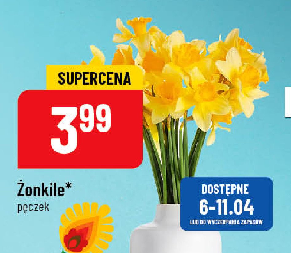 Żonkile promocja