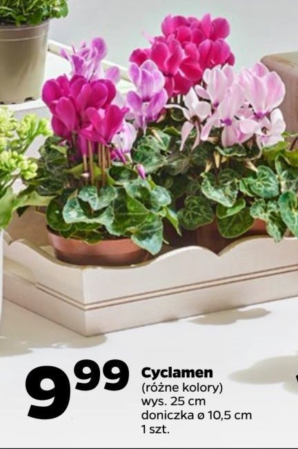 Cyclamen 10.5 cm promocja