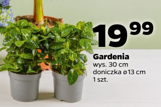 Gardenia 13 cm promocja