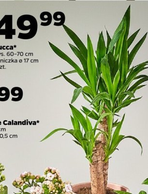 Yucca doniczka ø 17 cm promocja w Netto