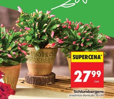 Schlumbergera średnica 15 cm promocja w Biedronka