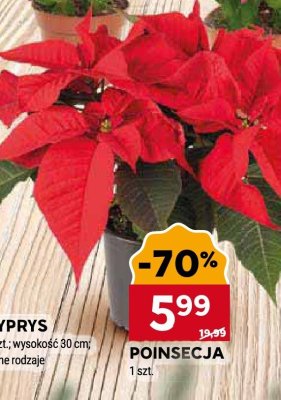 Poinsecja promocja w Stokrotka