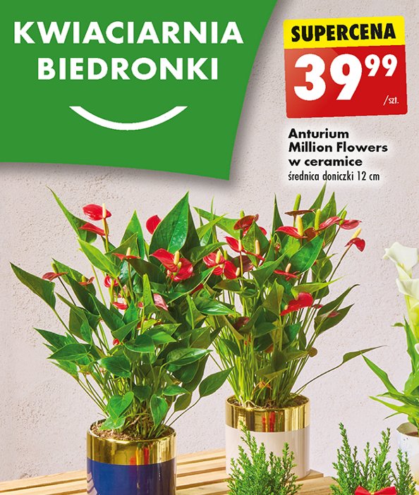 Anturium milion 12 cm promocja w Biedronka