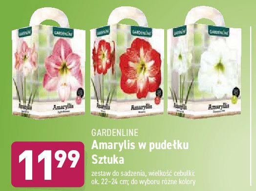 Amarylis apple blossom promocja