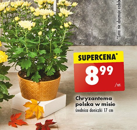 Chryzantema 艣redniokwiatowa w misie 17 cm promocja