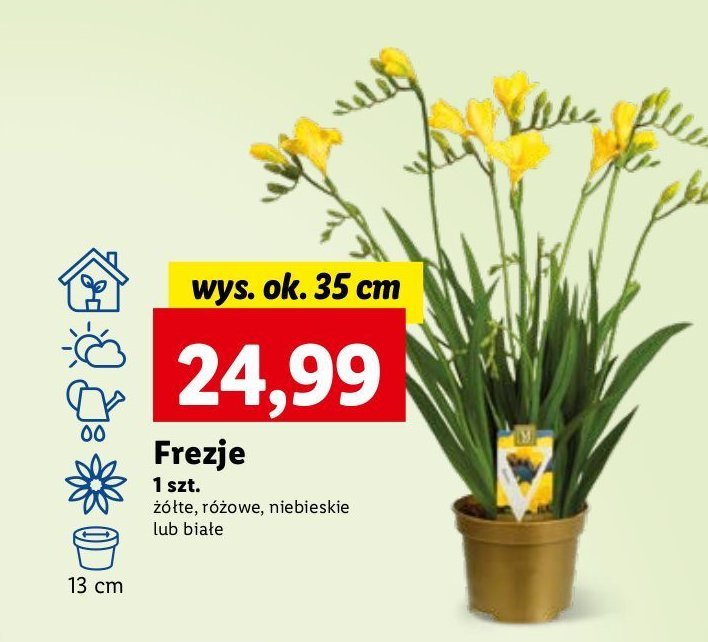 Frezje różowe wys. 35 cm promocja