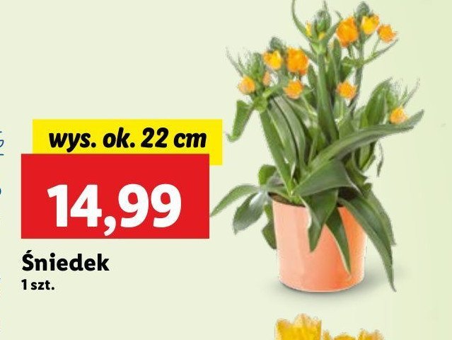 Śniedek 22 cm promocja