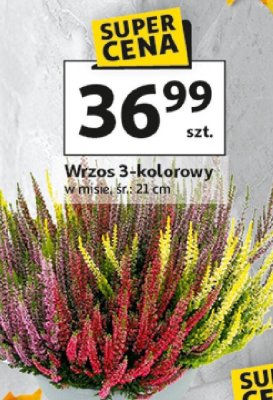 Wrzos 3-kolorowy w misie, śr. 21 cm promocja w Auchan