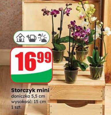 Storczyk mini 5,5cm  promocja w Dino