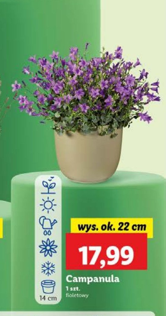 Campanula promocja