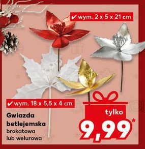 Gwiazda betlejemska welurowa promocja