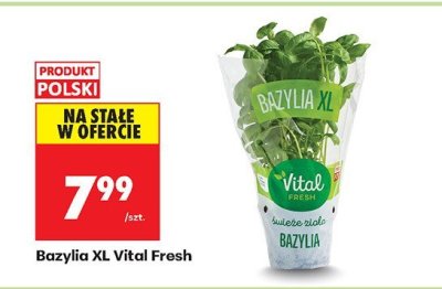 Bazylia XL Vital Fresh promocja w Biedronka