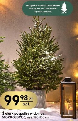 Świerk pospolity w donicy wys. 120-150 cm promocja w Castorama