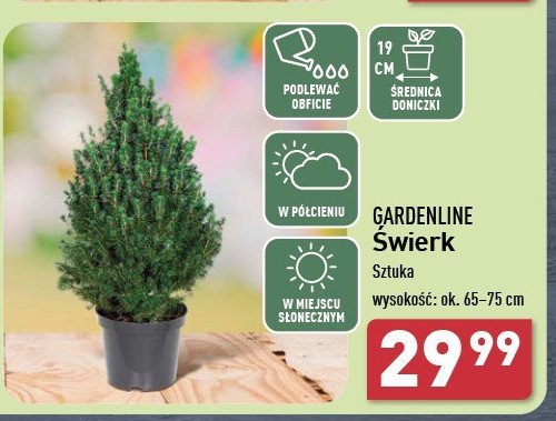 Świerk GARDEN LINE promocja