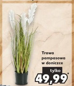 Trawa pampasowa w doniczce promocja