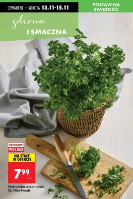 Pietruszka w doniczce XL Vital Fresh promocja w Biedronka