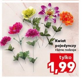 Kwiat pojedynczy promocja