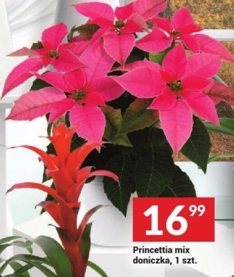 Bromelia mix doniczka, 1 szt. promocja w Twój Market