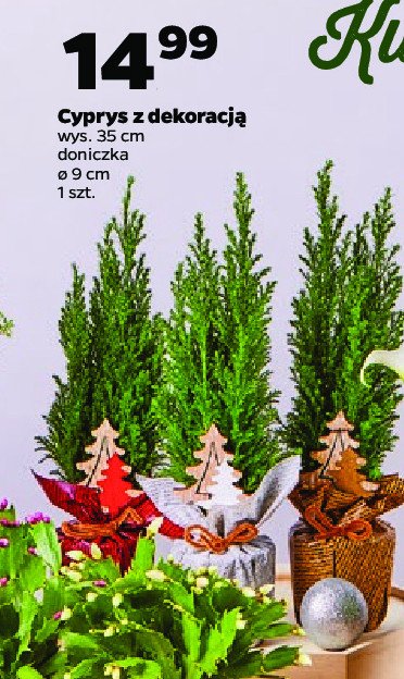 Cyprys z dekoracją świąteczną promocja