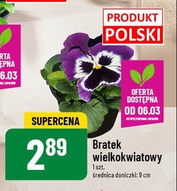 Bratek wielkokwiatowy promocja w POLOmarket