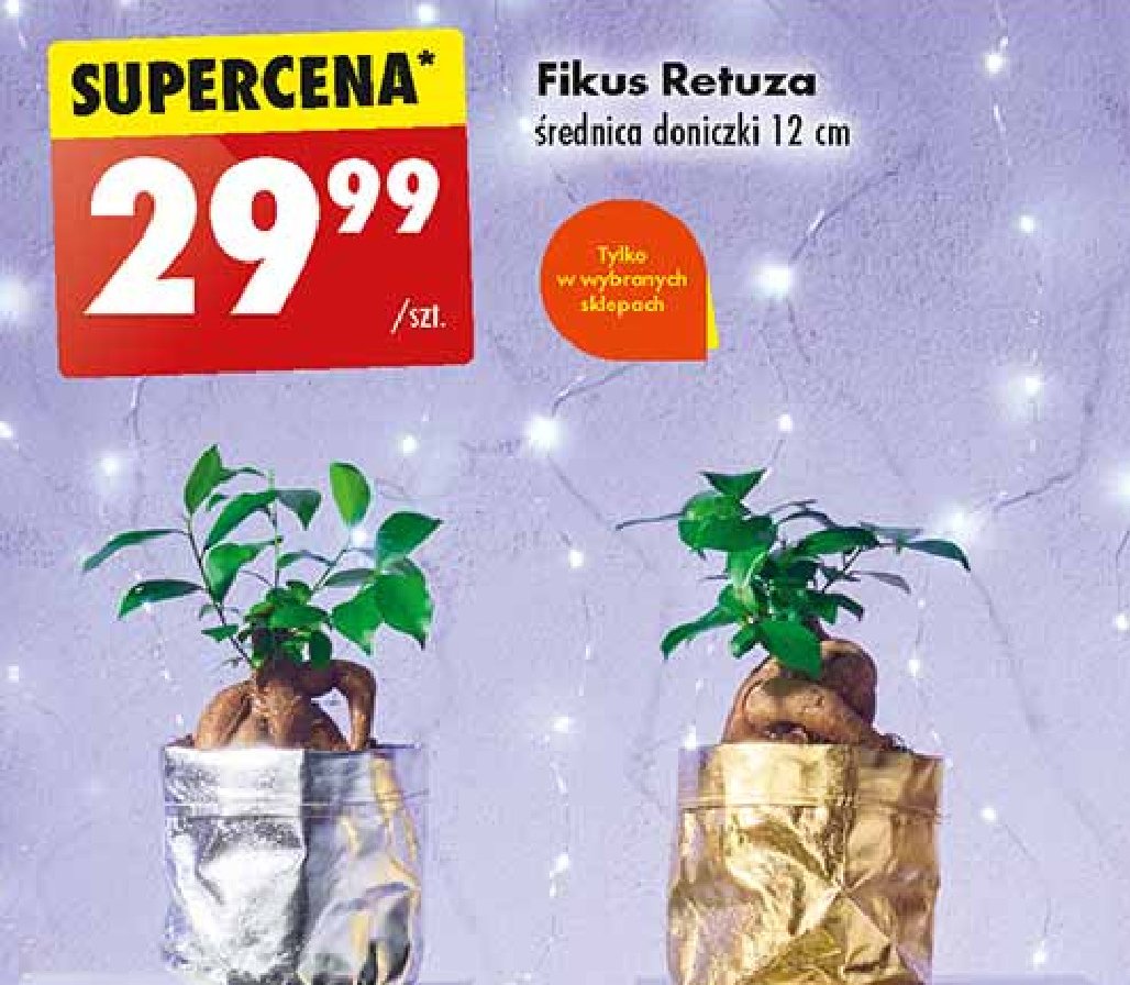 Fikus retusa promocja w Biedronka