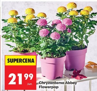 Chryzantema Abbey Flowerpop promocja w Biedronka