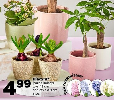 Hiacynt różne kolory wys. 12 cm doniczka ø 8 cm 1 szt. promocja w Netto