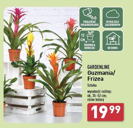 Guzmania 12 cm promocja