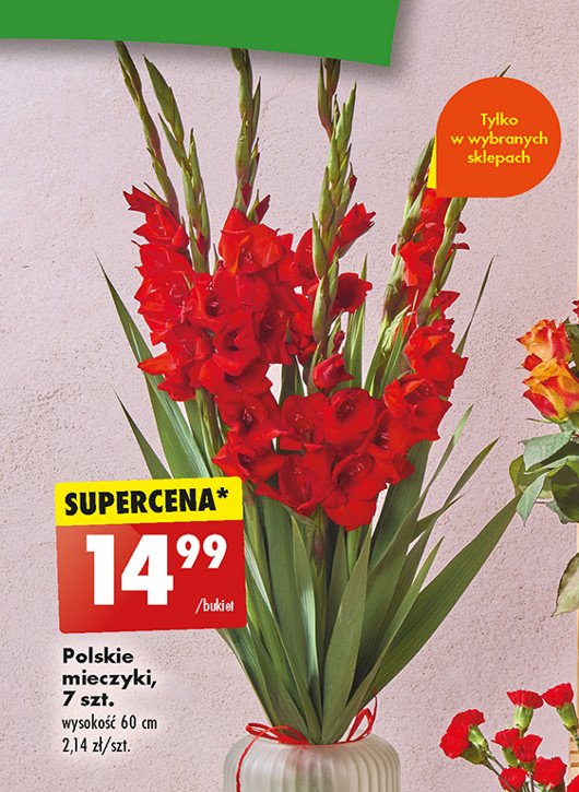 Mieczyki polskie 60 cm promocja