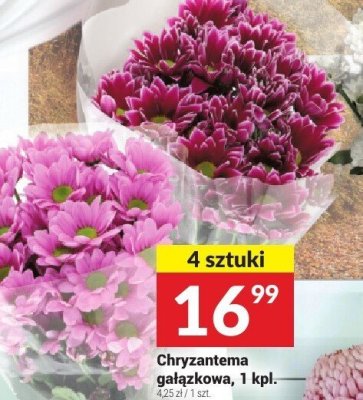 Chryzantema gałązkowa, 1 kpl., 4 sztuki promocja w Twój Market