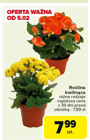 Roślina kwitnąca promocja