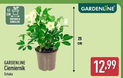 Ciemiernik promocja w Aldi