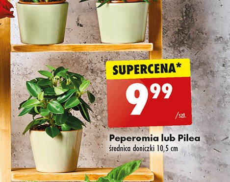 Pilea peperomiowata 10.5 cm promocja