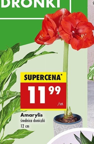 Amarylis don. 12 cm promocja