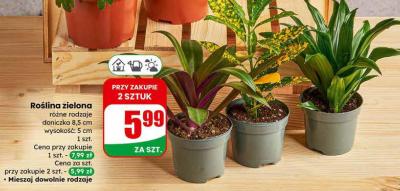 Roślina zielona różne rodzaje doniczka 8,5 cm promocja w Dino