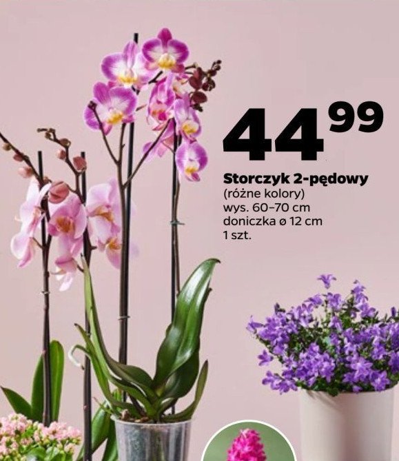 Storczyk 2-pędowy don. 12 cm promocja