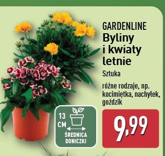 Kocimiętka GARDEN LINE promocja w Aldi