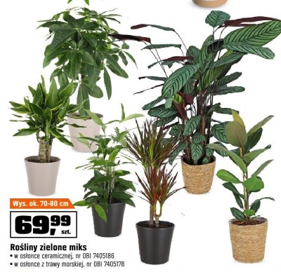 Rośliny zielone miks OBI promocja w OBI