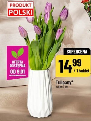 Tulipany kwiaty cięte promocja w POLOmarket