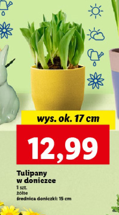 Tulipany w doniczce śr. 15 cm promocja