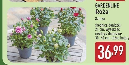 Róża w doniczce GARDEN LINE promocja
