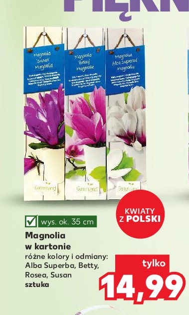 Magnolia soulangeana alba superba promocja