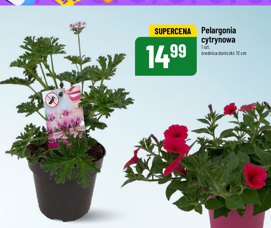 Pelargonia cytrynowa 12 m promocja