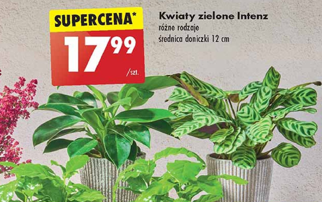 Kwiat zielony intenz promocja