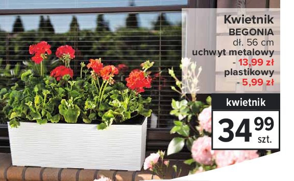 Kwietnik begonia promocja