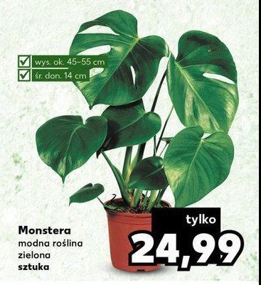 Monstera don. 14 cm promocja