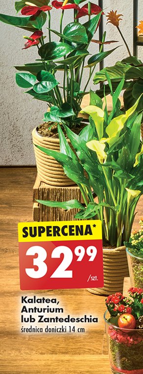 Zantedeschia promocja